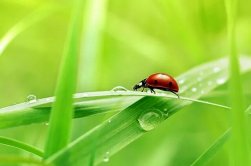 The Waking of Insects