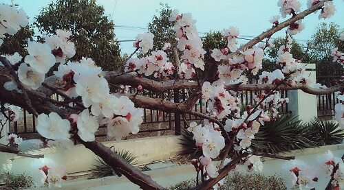 apricot blossoming